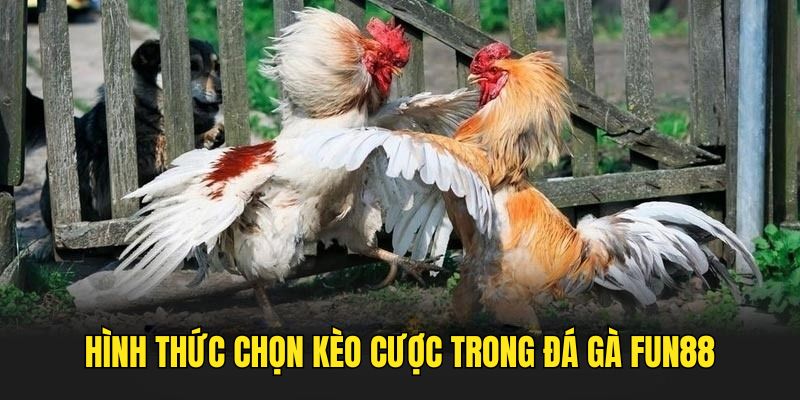 da-ga-fun88-chon-keo-choi