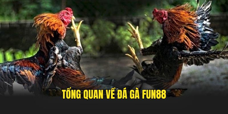 da-ga-fun88-tong-quan